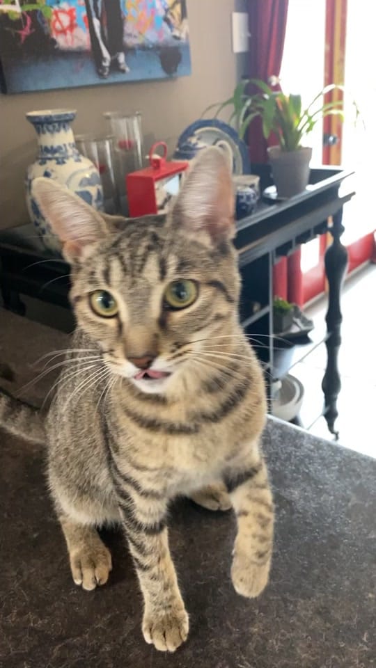 Post 2 by Carly Gamberg on TikTok (video)