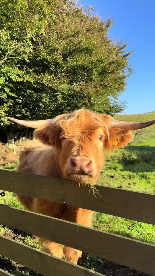 Post 4 by coorieretreats on TikTok (video)