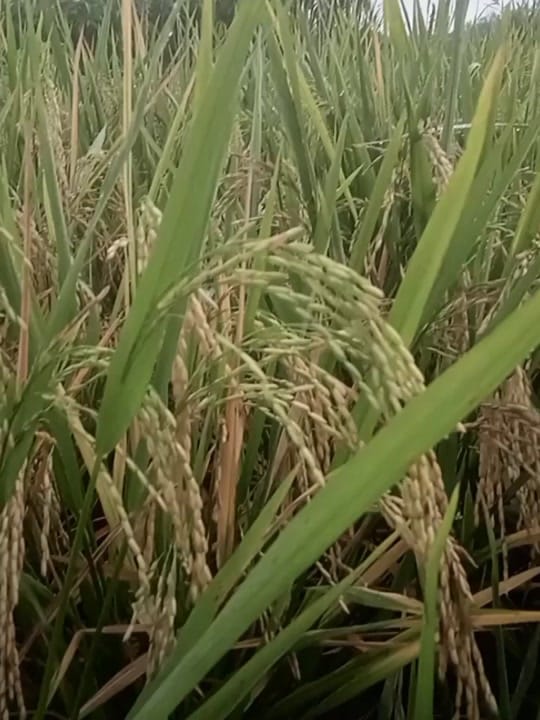 Post 7 by musafir on TikTok (video)