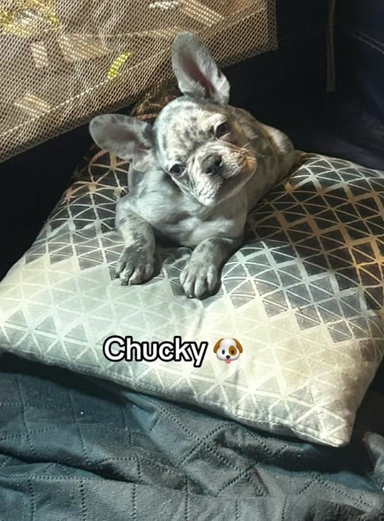 Post 2 by MrCush_Cushbabee2 on TikTok (video)
