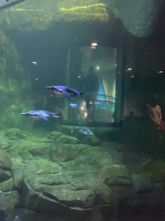 Post 9 by Chelsea on TikTok (video)