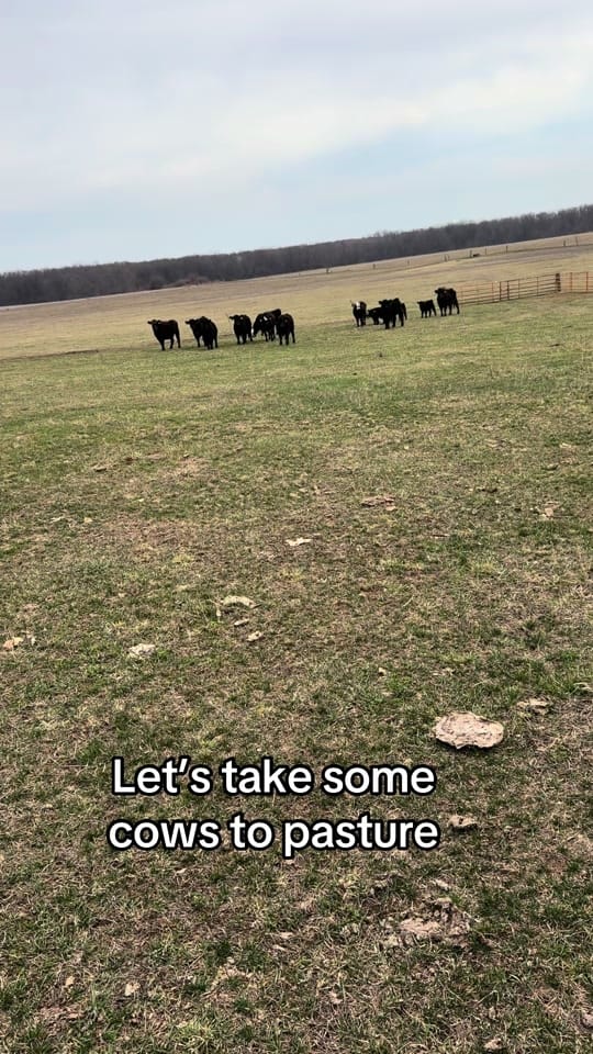 Post 5 by Chelsea I Mama & Farm Kids on TikTok (video)