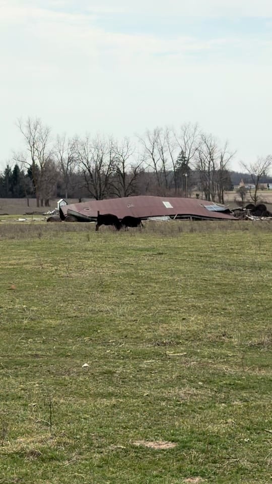 Post 4 by Chelsea I Mama & Farm Kids on TikTok (video)