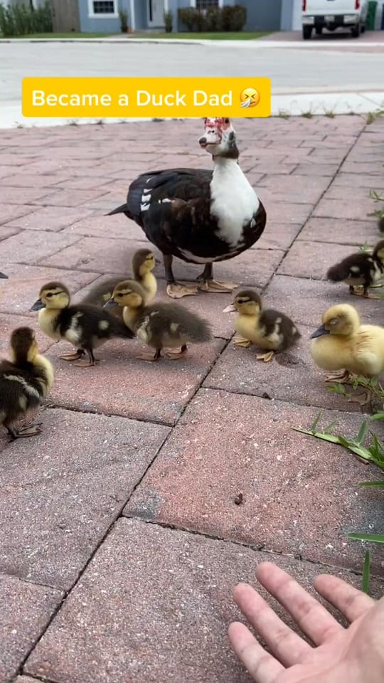 Post 7 by derekdagger on TikTok (video)