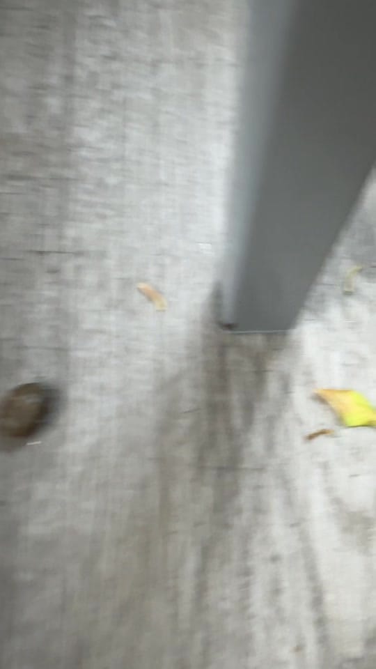 Post 8 by Jess Bell on TikTok (video)