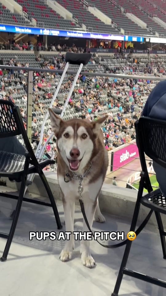 Post 5 by Snapdragon Stadium on TikTok (video)