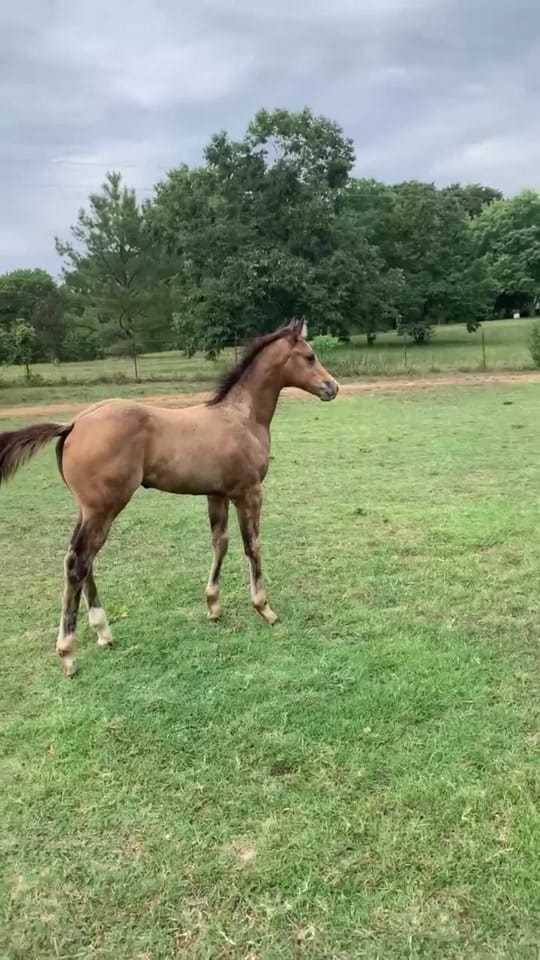 Post 10 by Jeremy Michael Music on TikTok (video)