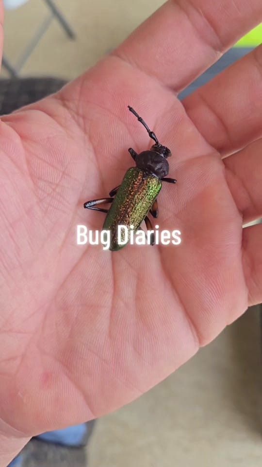 Post 6 by Brady S. Williams on TikTok (video)