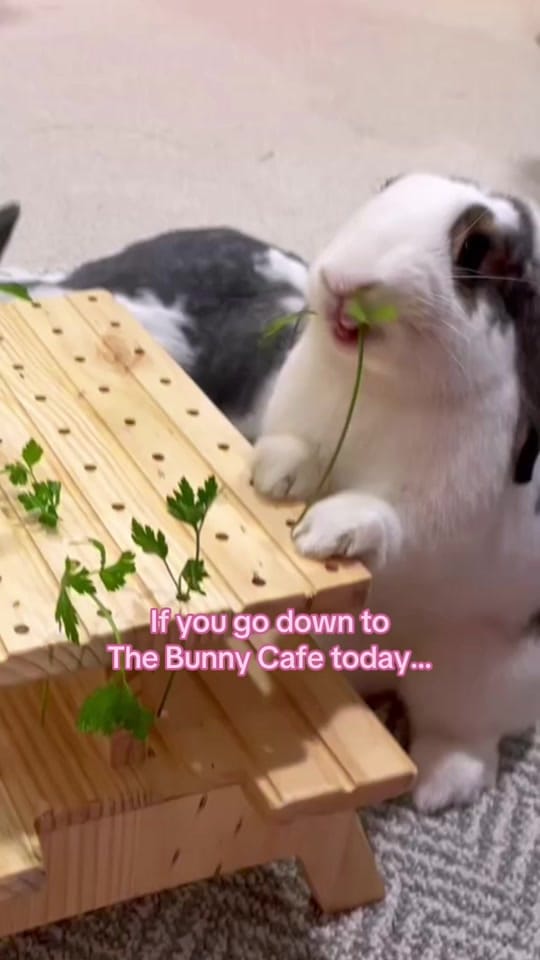 Post 6 by The Bunny Cafe on TikTok (video)
