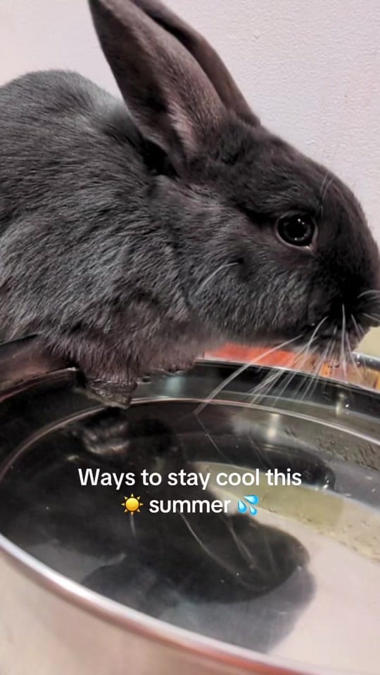 Post 1 by The Bunny Cafe on TikTok (video)