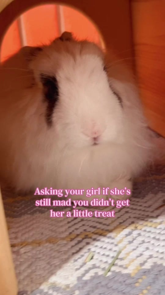 Post 4 by The Bunny Cafe on TikTok (video)