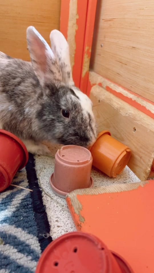 Post 7 by The Bunny Cafe on TikTok (video)