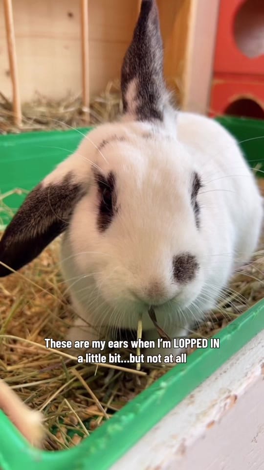 Post 8 by The Bunny Cafe on TikTok (video)