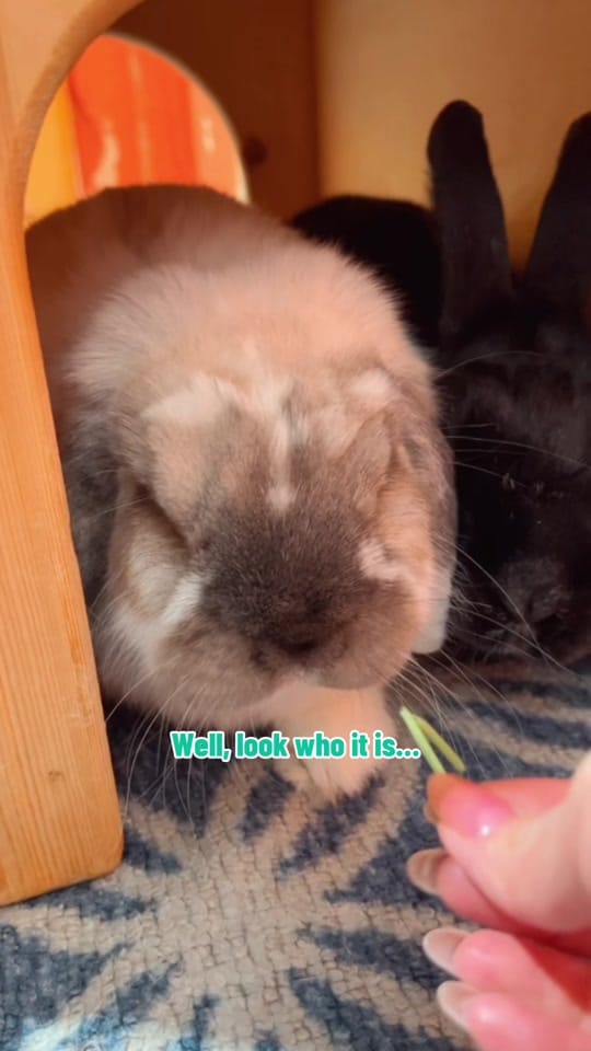 Post 2 by The Bunny Cafe on TikTok (video)