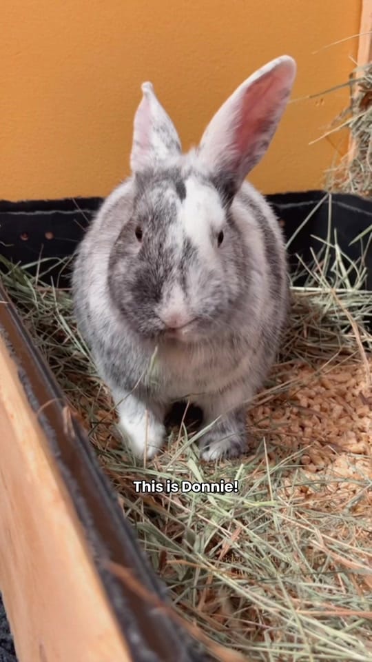 Post 5 by The Bunny Cafe on TikTok (video)
