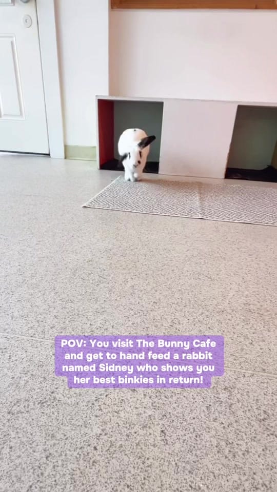 Post 3 by The Bunny Cafe on TikTok (video)