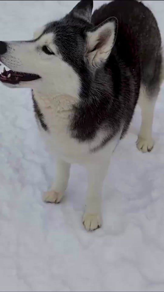 Post 3 by Snow Dogs Vlogs on TikTok (video)
