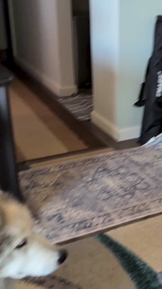 Post 7 by Snow Dogs Vlogs on TikTok (video)