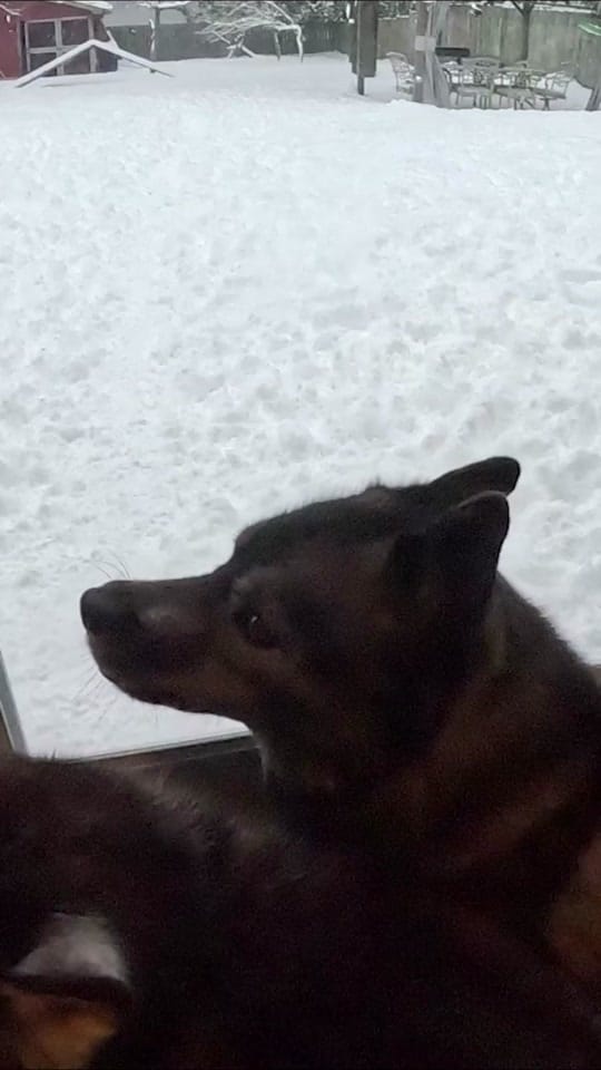 Post 4 by Snow Dogs Vlogs on TikTok (video)