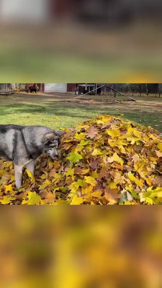 Post 9 by Snow Dogs Vlogs on TikTok (video)