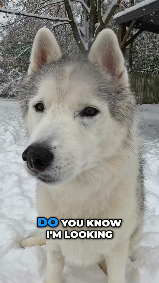 Post 5 by Snow Dogs Vlogs on TikTok (video)