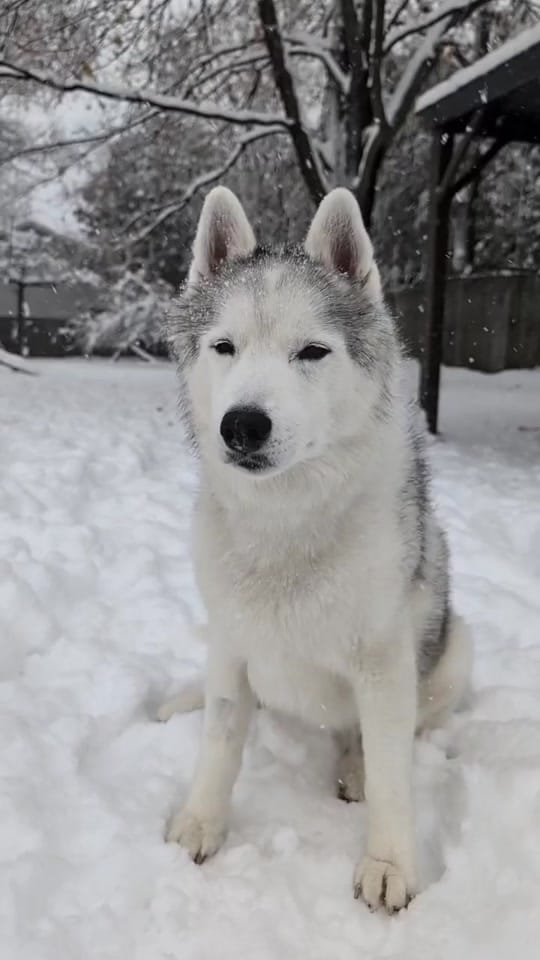 Post 8 by Snow Dogs Vlogs on TikTok (video)