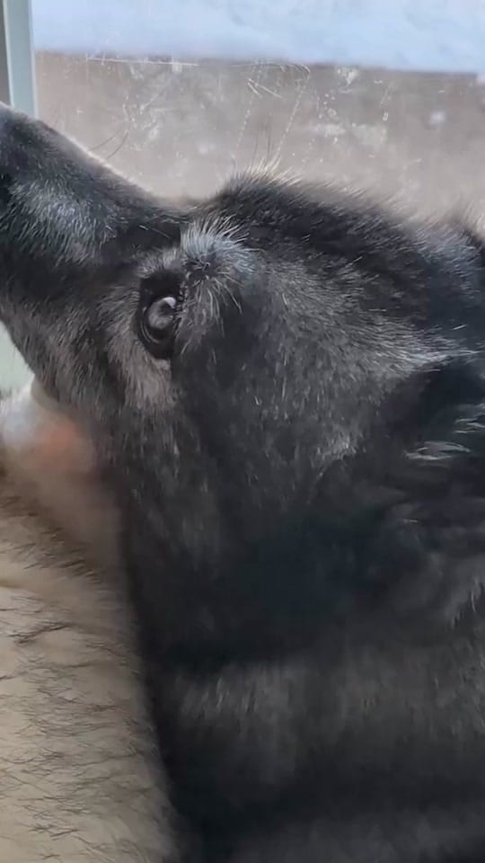 Post 6 by Snow Dogs Vlogs on TikTok (video)