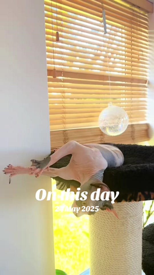 Post 7 by MeadowSphynx on TikTok (video)