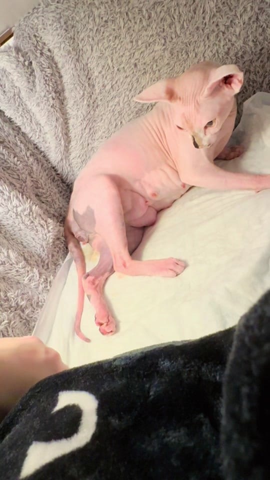 Post 10 by MeadowSphynx on TikTok (video)