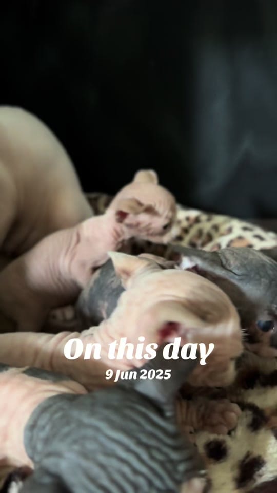 Post 3 by MeadowSphynx on TikTok (video)