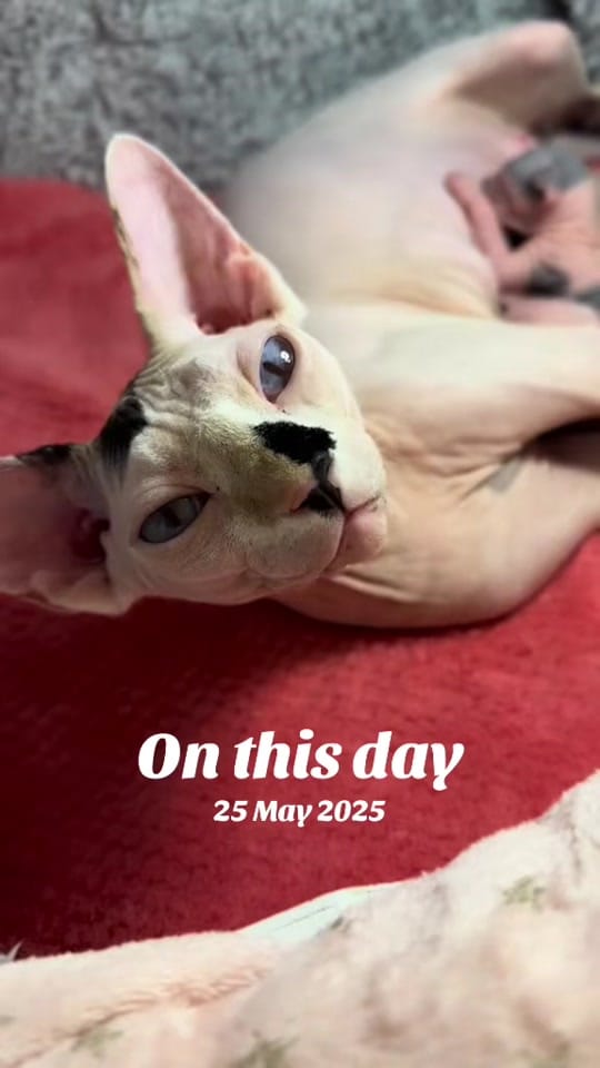 Post 6 by MeadowSphynx on TikTok (video)