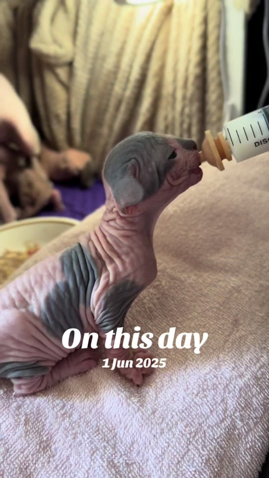 Post 5 by MeadowSphynx on TikTok (video)