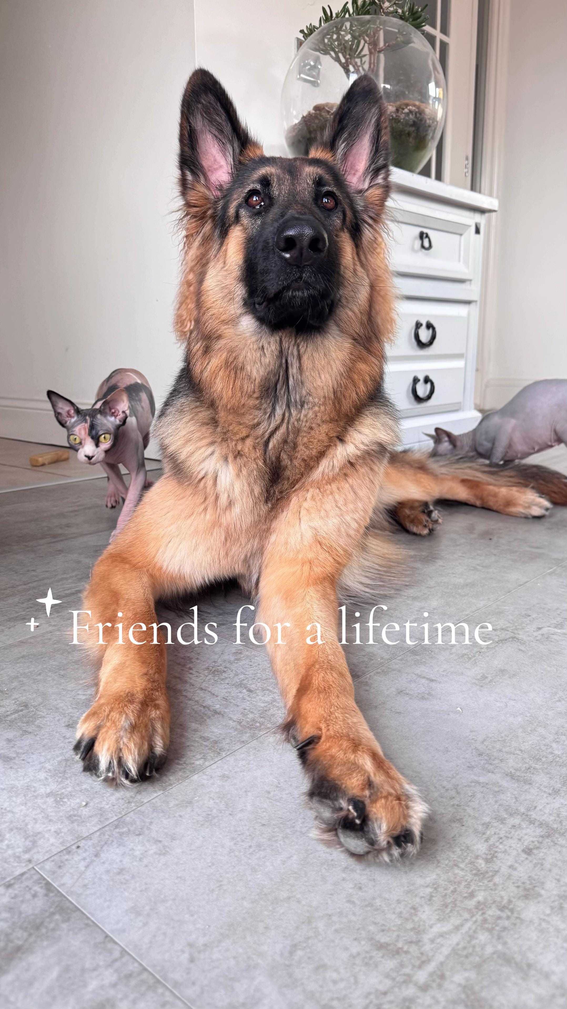 Post 4 by MeadowSphynx on TikTok (video)