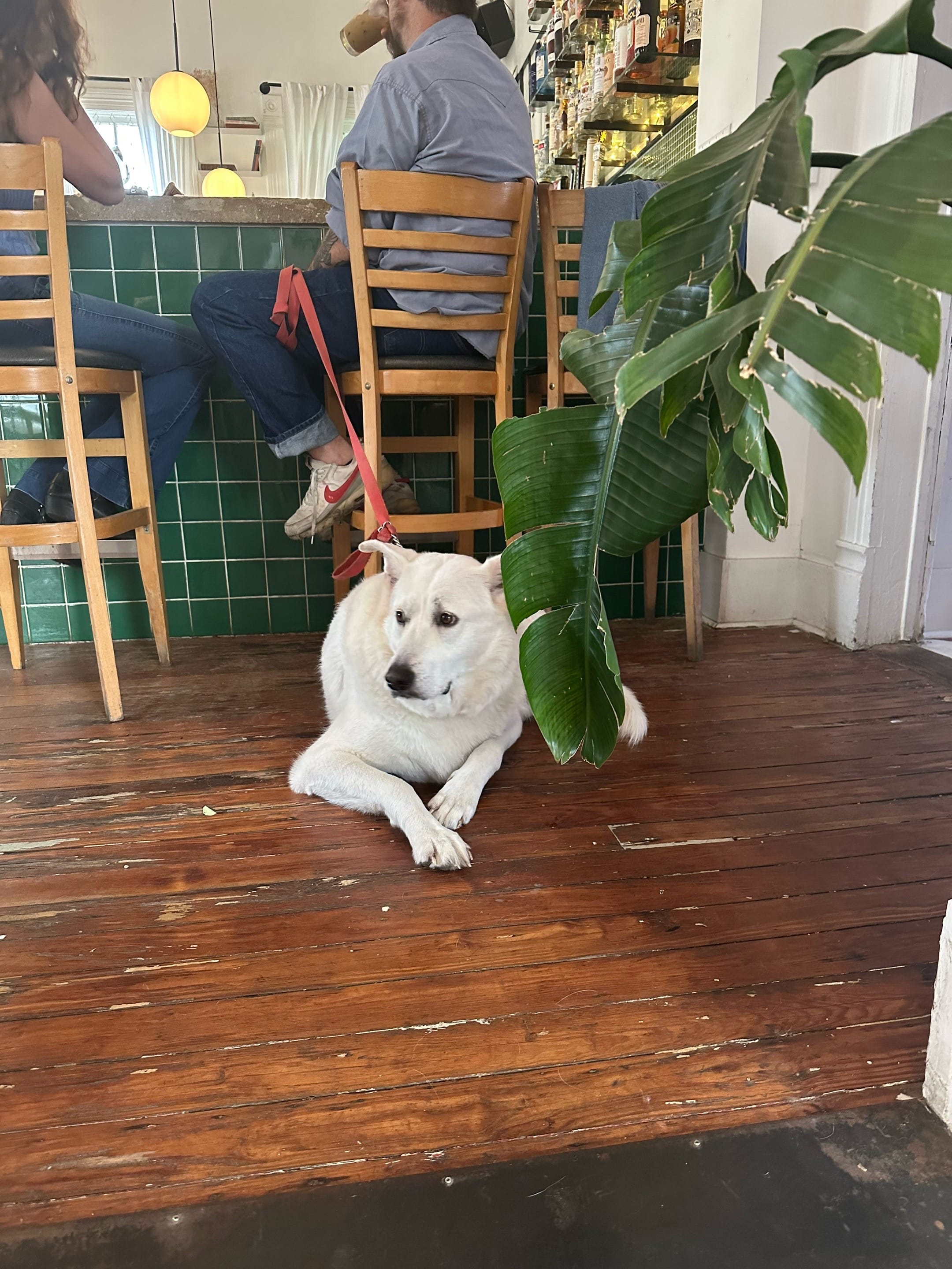Post 9 by Yarrow & Sage on TikTok (video)