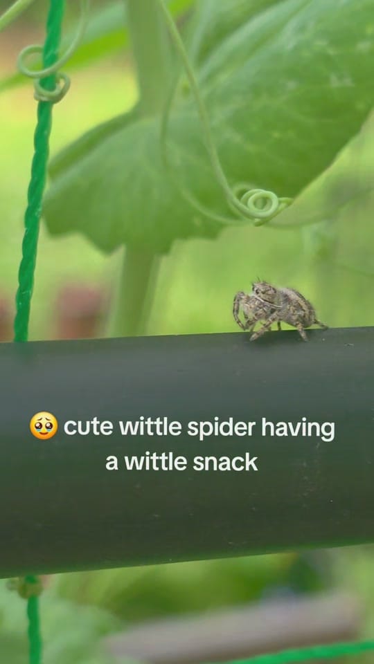 Post 2 by Jessica Lynn Vanderk on TikTok (video)
