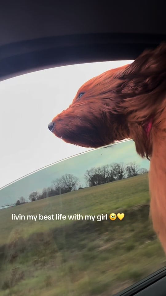 Post 5 by molly walters on TikTok (video)