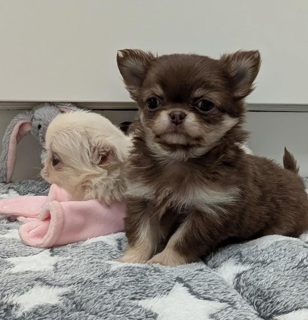 Post 3 by chrissiechihuahuas on TikTok (video)