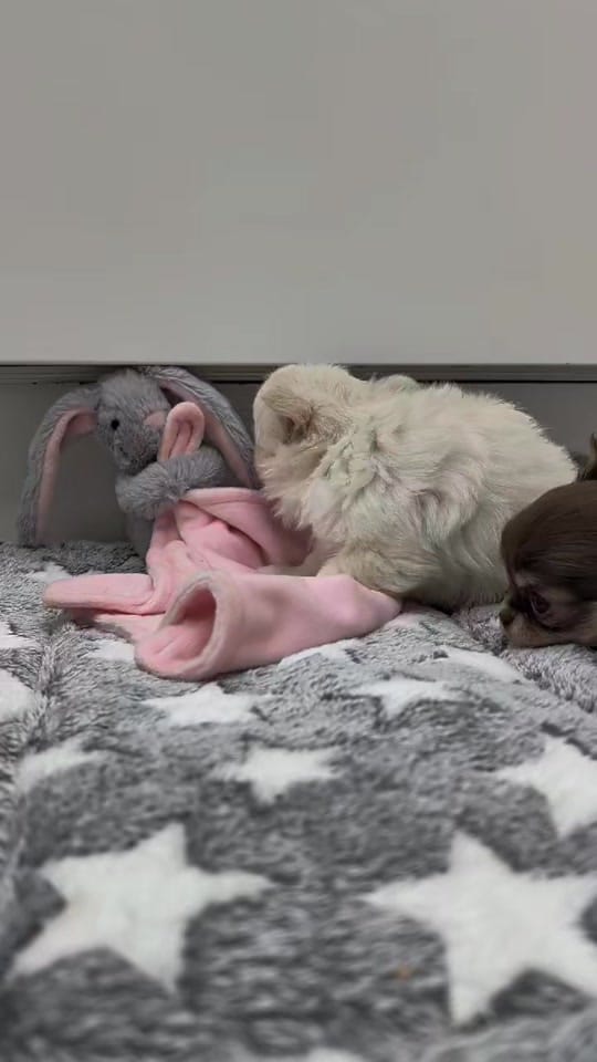 Post 7 by chrissiechihuahuas on TikTok (video)