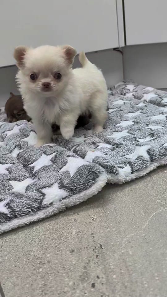 Post 10 by chrissiechihuahuas on TikTok (video)
