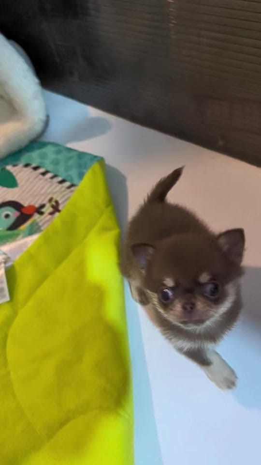 Post 4 by chrissiechihuahuas on TikTok (video)
