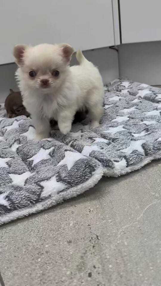 Post 5 by chrissiechihuahuas on TikTok (video)