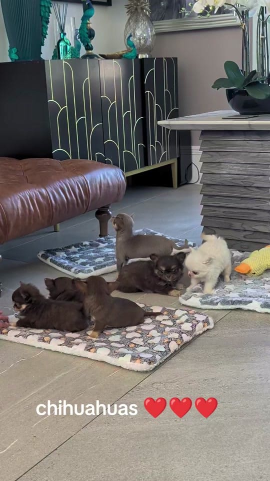 Post 1 by chrissiechihuahuas on TikTok (video)