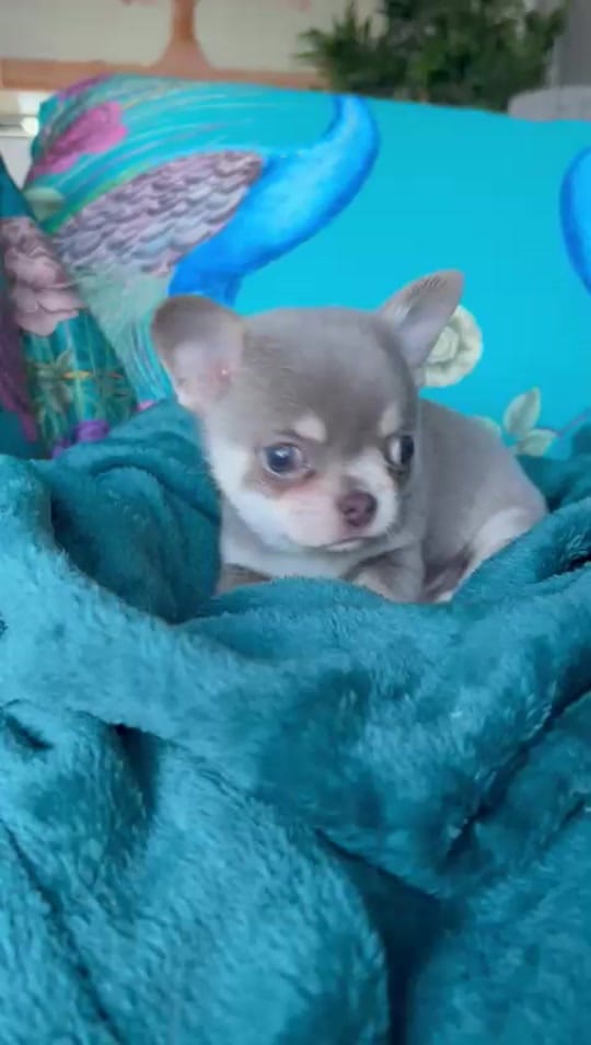 Post 8 by chrissiechihuahuas on TikTok (video)