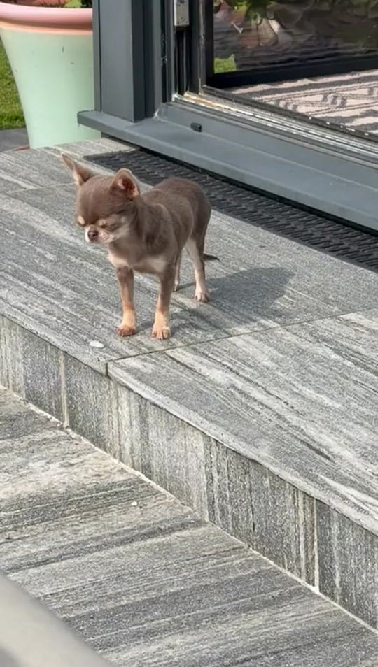 Post 9 by chrissiechihuahuas on TikTok (video)
