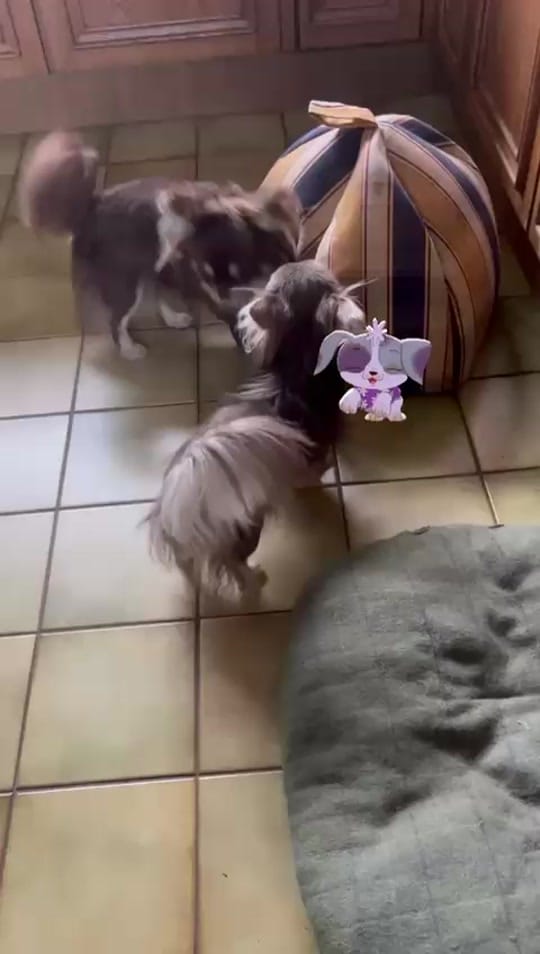 Post 2 by chrissiechihuahuas on TikTok (video)