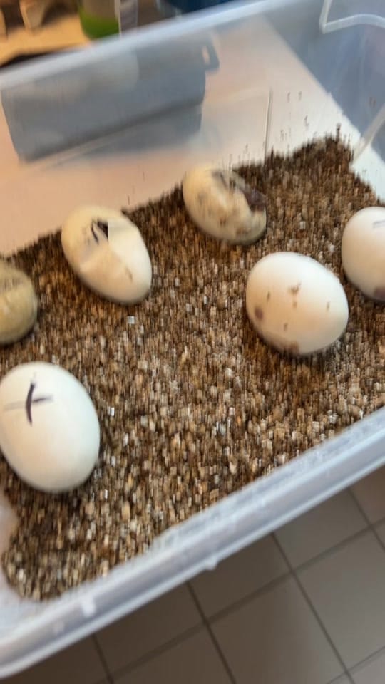 Post 6 by moonsnakesmontreal on TikTok (video)