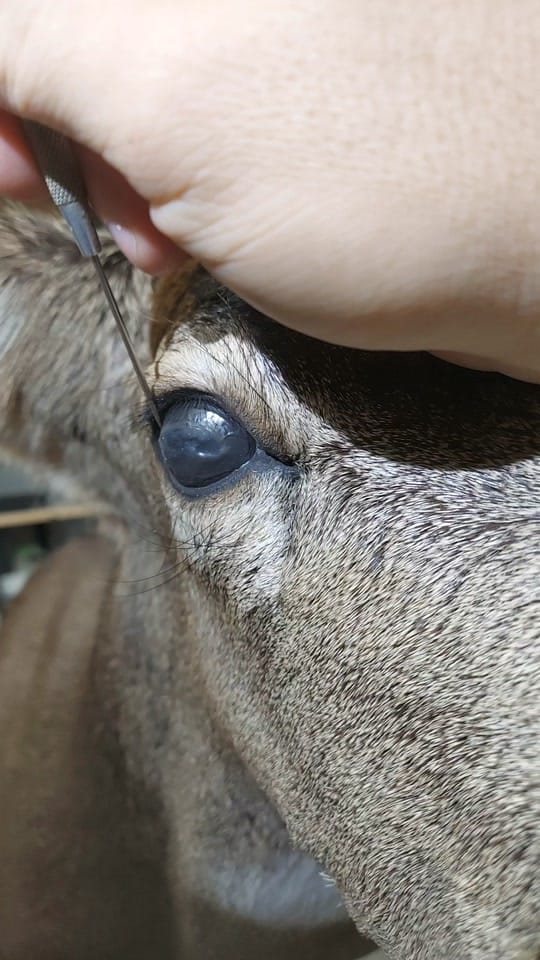 Post 8 by Coots Taxidermy on TikTok (video)