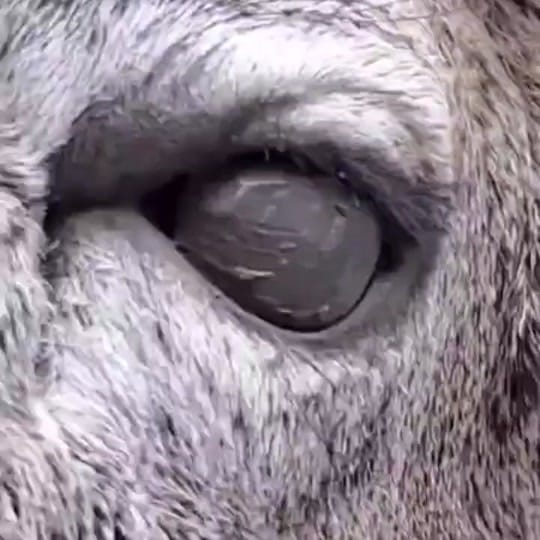 Post 7 by Coots Taxidermy on TikTok (video)