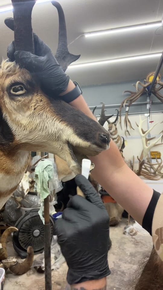 Post 6 by Coots Taxidermy on TikTok (video)