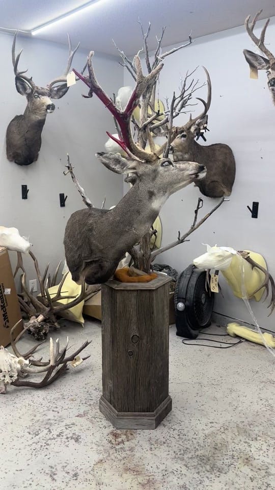 Post 3 by Coots Taxidermy on TikTok (video)